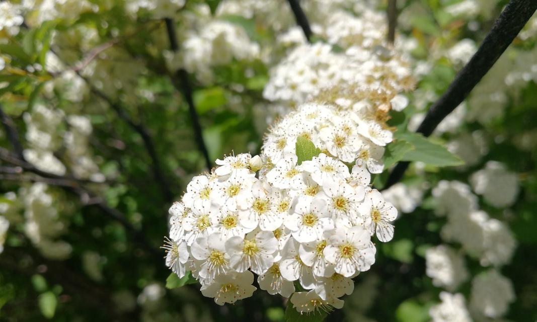 麻叶绣线菊花语（麻叶绣线菊花语的传承与美丽）