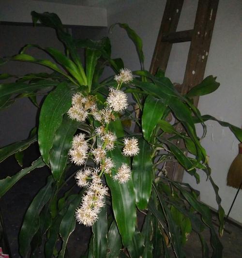 龙爪菊开花图解（从花苞到花朵）