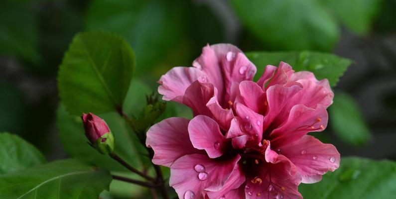 龙爪菊的花期与开花时间（了解龙爪菊的生长习性与喜好）