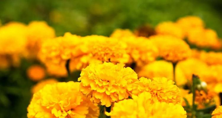 龙爪菊的花期与开花时间（了解龙爪菊的生长习性与喜好）