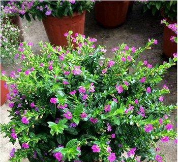 龙爪菊的花期与开花时间（了解龙爪菊的生长习性与喜好）