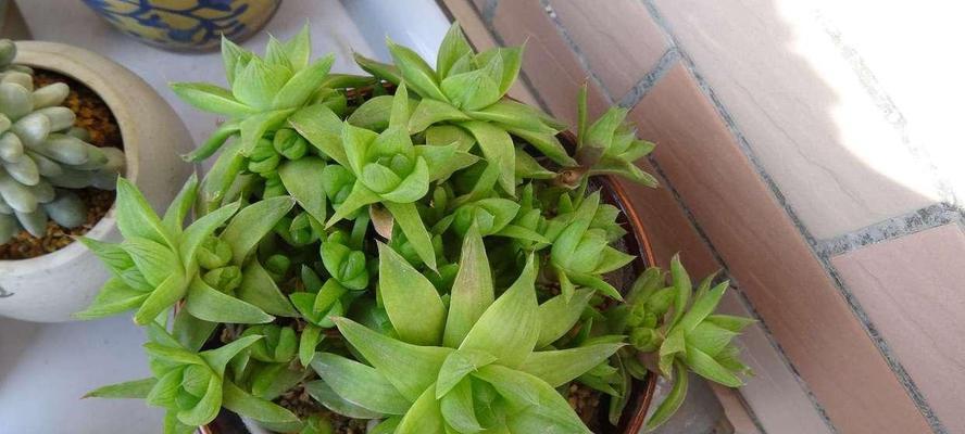 龙珠花的养殖方法（从选种到管理）