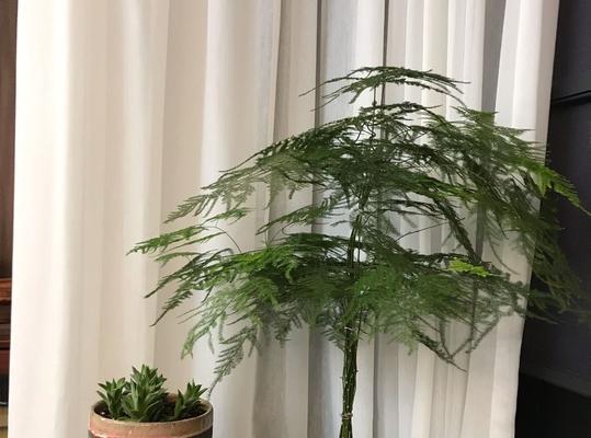 楼梯放什么植物风水好（为你的家居增添生机和财运）