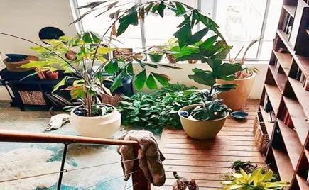 楼梯口适合放什么植物（打造居家自然氧吧）