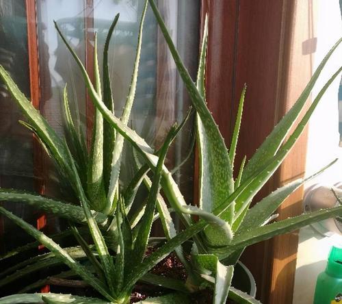 芦荟的花期（了解芦荟开花时间）