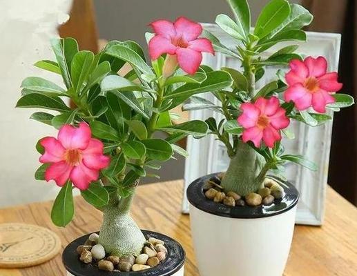 如何让芦荟花茂盛成长（养殖方法及养护技巧）