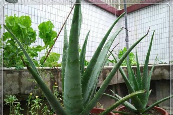 芦荟的土壤配合方法及种植指南（培养健康的芦荟植株）