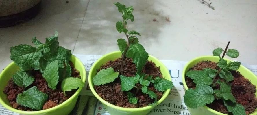 芦荟扦插生根发芽全攻略（无需绿手指）