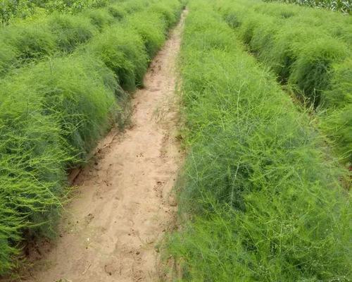 芦笋的种植季节与要点（春季是最佳种植时间）