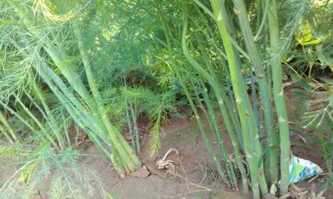 芦笋的成熟收获时间（了解芦笋的种植周期和采摘时间）