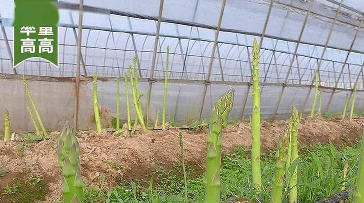芦笋的最佳种植时间（了解种植时间）