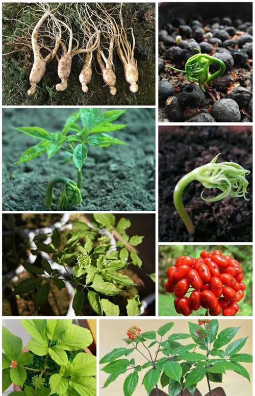 长白山人参种植指南（掌握种植时间）