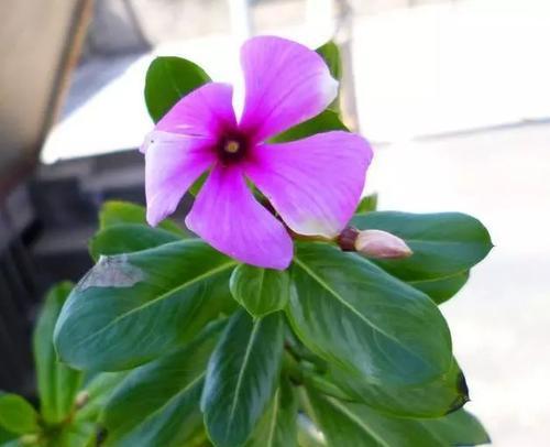 长春花的花语和寓意（传递希望与新生的力量）