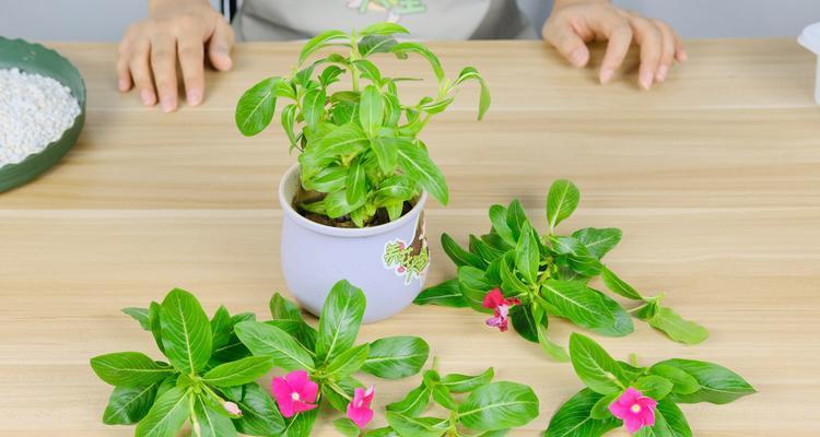长春花浇水指南（每周一次）
