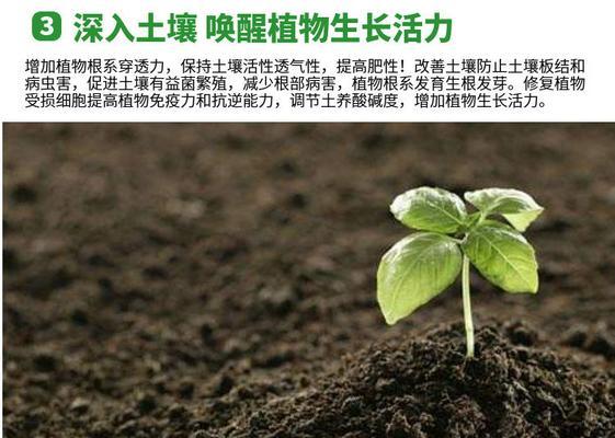 长春花施肥全攻略（掌握正确施肥方法）