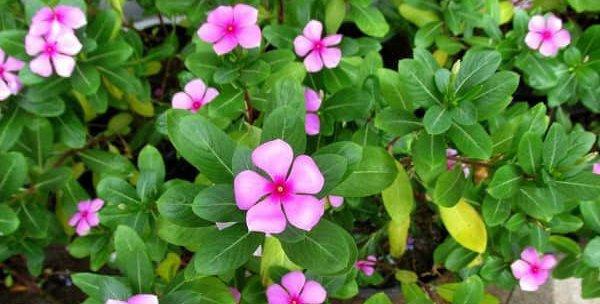 室内养长春花是否有毒（长春花的毒性）