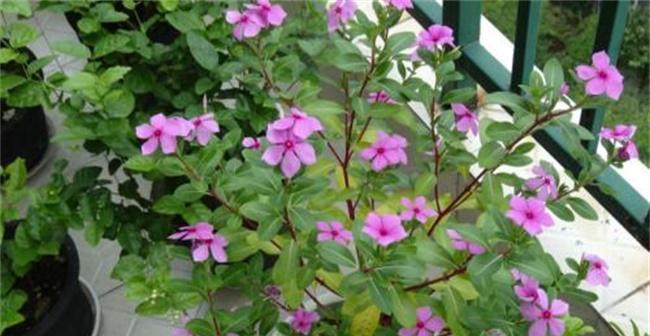 长春花的种植与养护（栽种时间）