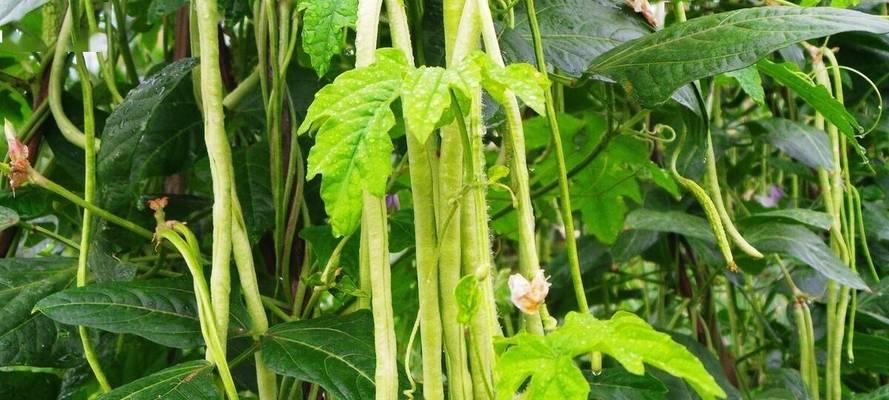 长豆角的种植技巧与注意事项（从播种到收获的全程指南）