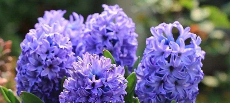 蓝色风信子的花语与寓意（探究蓝色风信子的象征意义及文化传承）