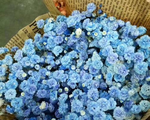 蓝色满天星的花语与象征意义（美丽的蓝色满天星传递的深刻寓意）