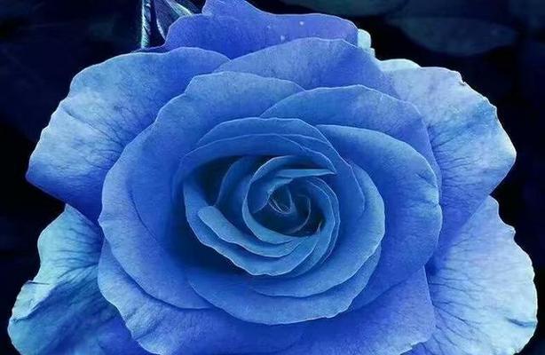 蓝色玫瑰花的花语（探寻蓝色玫瑰花的意义与象征）