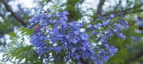蓝楹花语及其意义（揭示蓝楹花所代表的深层含义）
