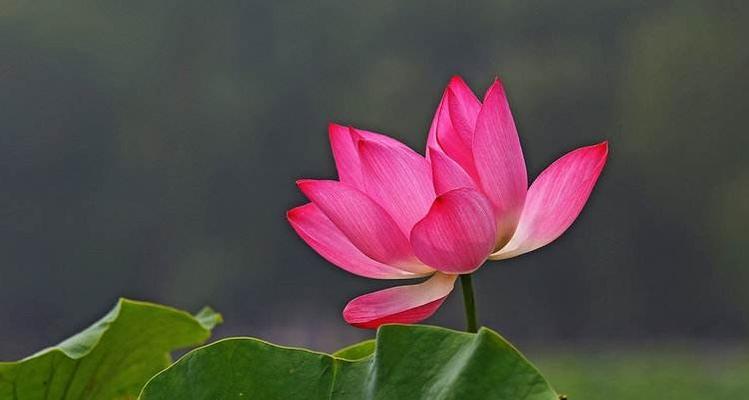 以莲花花语传递的寓意与哲理（探究莲花的象征意义）
