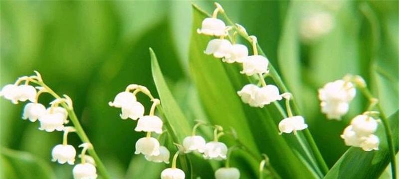 铃兰花（探寻铃兰花的奇妙花语和美丽传说）