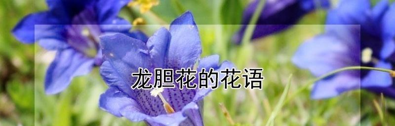 龙胆花语与意义（解读龙胆花的花语）