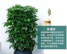 绿宝树的寓意与人生的启示（绿宝树的象征意义及其与人生的关联）