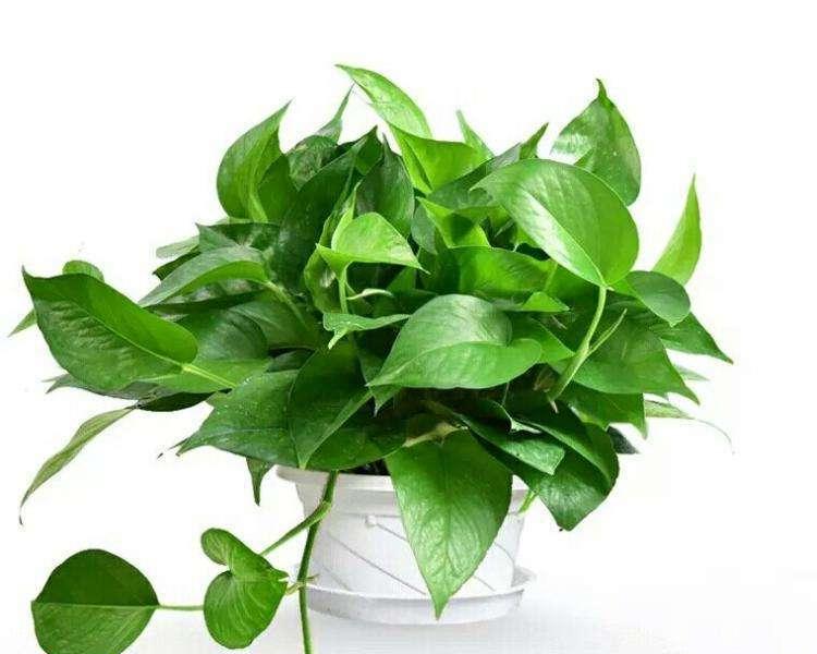 绿萝花语（绿萝）
