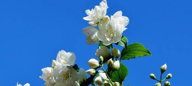 绿菟葵的花语（花开人生）