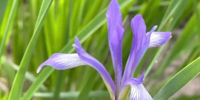 以马兰花花语的奥秘与意义（探寻马兰花花语的象征之道）