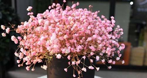 满天星花语（缤纷满天星爱意满溢）