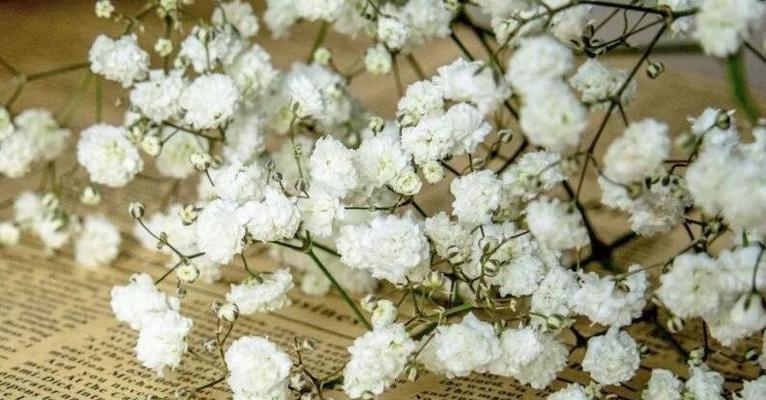 满天星花语的含义及象征意义（探秘满天星的花语）