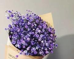 满天星的花语与寓意（揭示满天星花的真正含义）