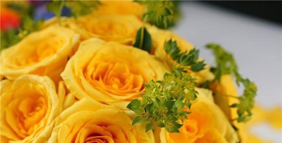 玫瑰花19朵的花语——爱的长久与坚定（探寻玫瑰花19朵的特殊含义）