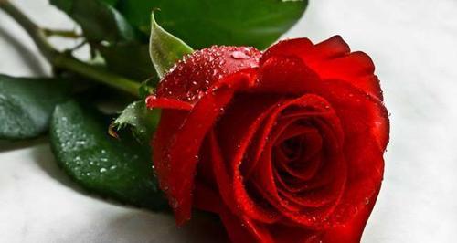 玫瑰花花语之颜色代表什么（玫瑰花花语中各种颜色所代表的含义）