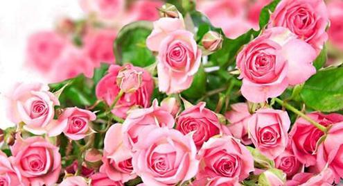玫瑰花花语之颜色代表什么（玫瑰花花语中各种颜色所代表的含义）