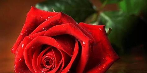 以玫瑰花数量代表的意义（玫瑰花的象征和传达之道）