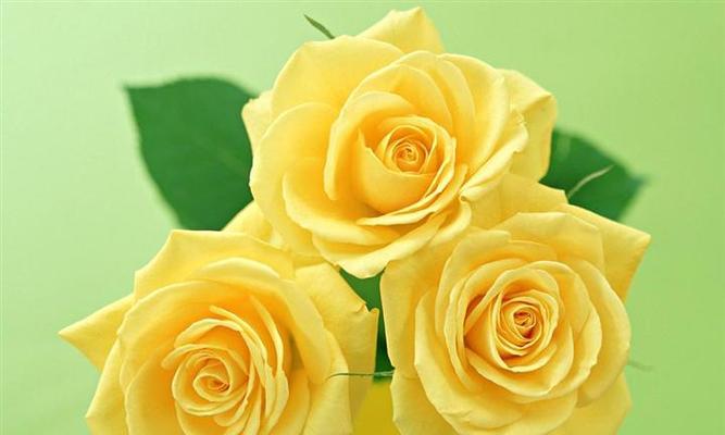 玫瑰花数量的含义（探索玫瑰花数量对情感和象征意义的影响）
