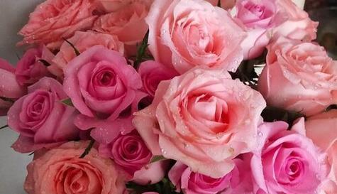 玫瑰花语的寓意与意义（玫瑰花语的传达与诠释）