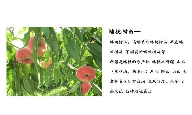 如何处理桃之卵僵苗（有效方法帮助植物生长）