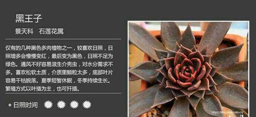 优缺点评析（探讨这种月季的适应性）