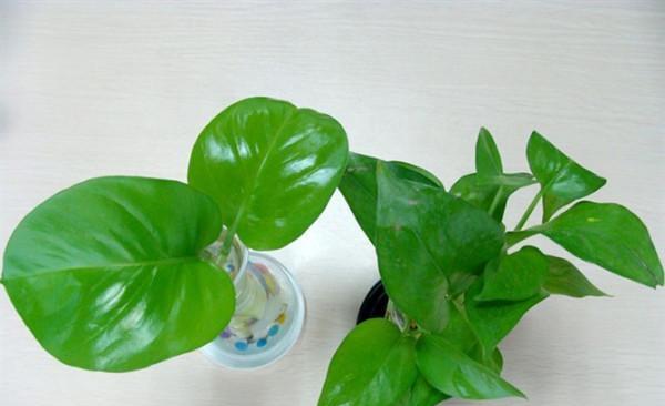 淘米水可以浇绿萝吗（绿萝浇水科普）