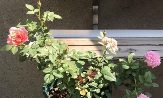 淘米水可以给月季花浇水吗（探究淘米水对月季花的影响）