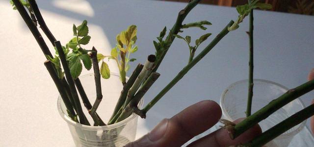 淘米水可以给月季花浇水吗（探究淘米水对月季花的影响）