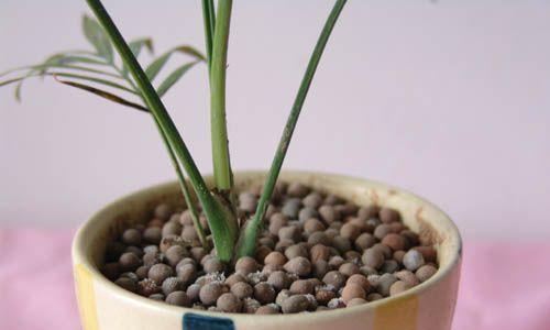 陶粒种植与花卉养护（以陶粒为基质）