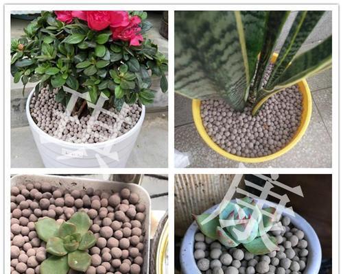 陶粒种植与花卉养护（以陶粒为基质）
