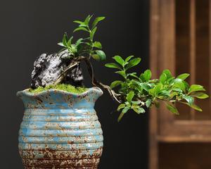 红陶盆，理想的植物栽培容器（选择适宜的植物）